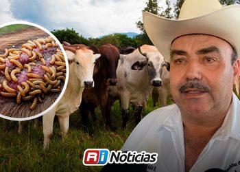 Detecta Asociación Ganadera más de 150 casos de gusano barrenador en Mazatlán