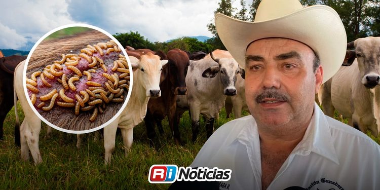 Detecta Asociación Ganadera más de 150 casos de gusano barrenador en Mazatlán