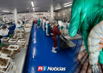 Tras una temporada histórica por su baja producción, el camarón comienza a dar señales de recuperación