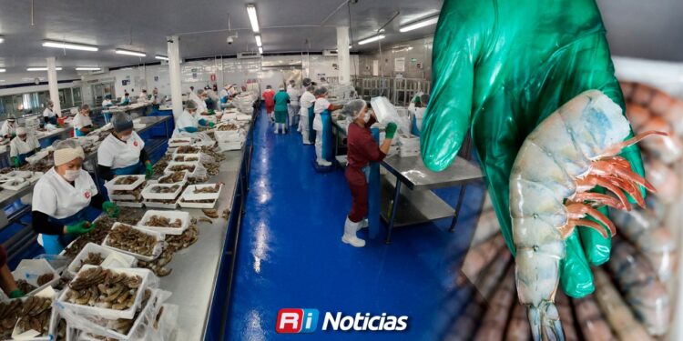 Tras una temporada histórica por su baja producción, el camarón comienza a dar señales de recuperación