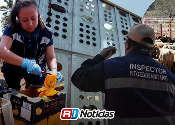 Sader frena más de 2 mil cargamentos agropecuarios por plagas de julio a septiembre