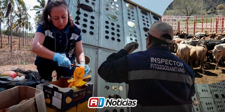 Sader frena más de 2 mil cargamentos agropecuarios por plagas de julio a septiembre