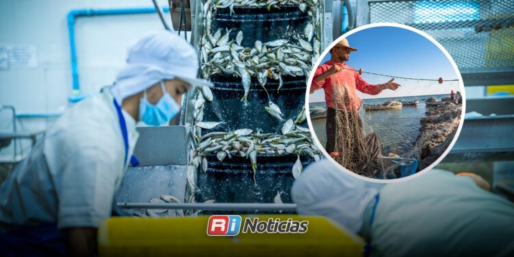Empacadoras de camarón buscan alternativas para mantenerse activas fuera de temporada