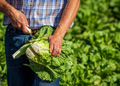 Cofepris descarta que LECHUGA mexicana originaran brotes de salmonela en EU