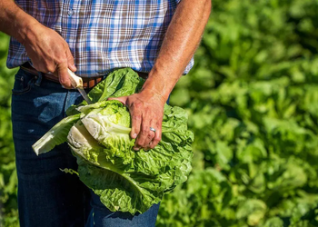 Cofepris descarta que LECHUGA mexicana originaran brotes de salmonela en EU