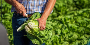 Cofepris descarta que LECHUGA mexicana originaran brotes de salmonela en EU