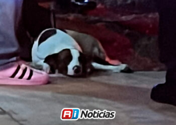 Perrito resulta herido en atentado contra vivienda en la colonia Progreso de Culiacán