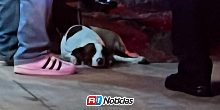 Perrito resulta herido en atentado contra vivienda en la colonia Progreso de Culiacán